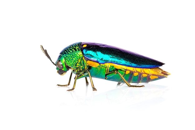 M paysafecard beetle jewels 643605
